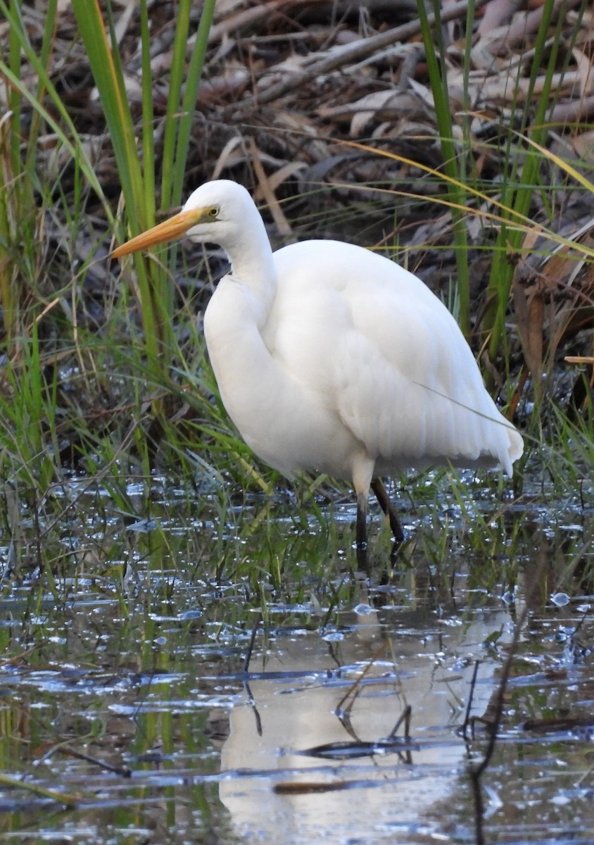 Great Egret - ML620741122