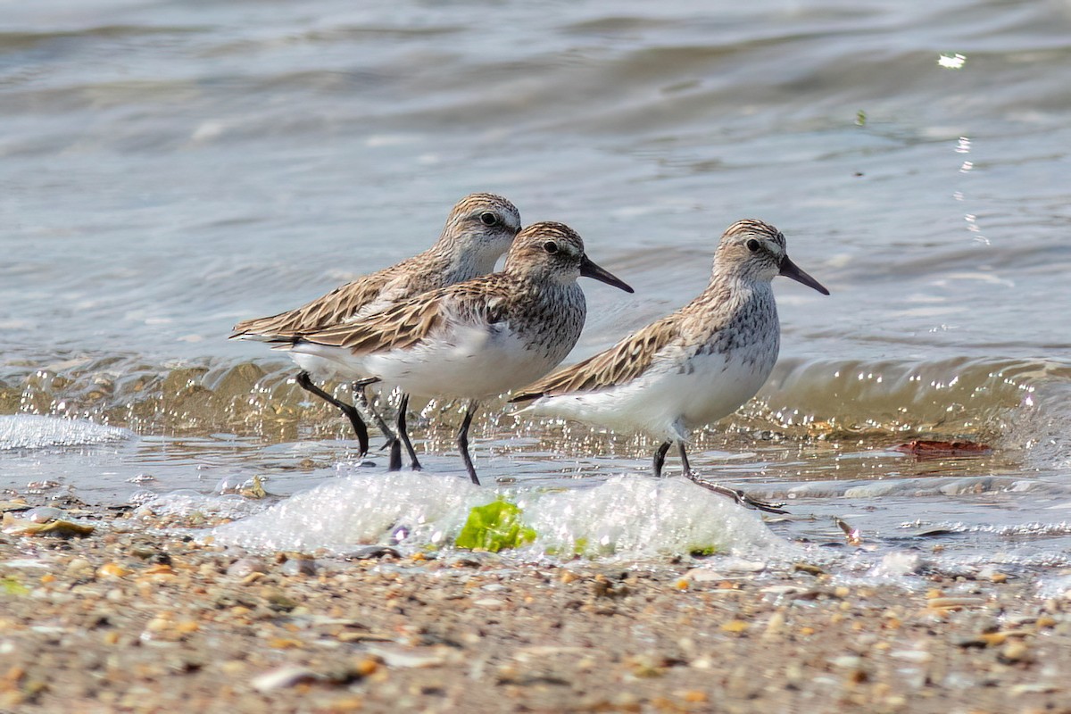 Semipalmated Sandpiper - ML620741124