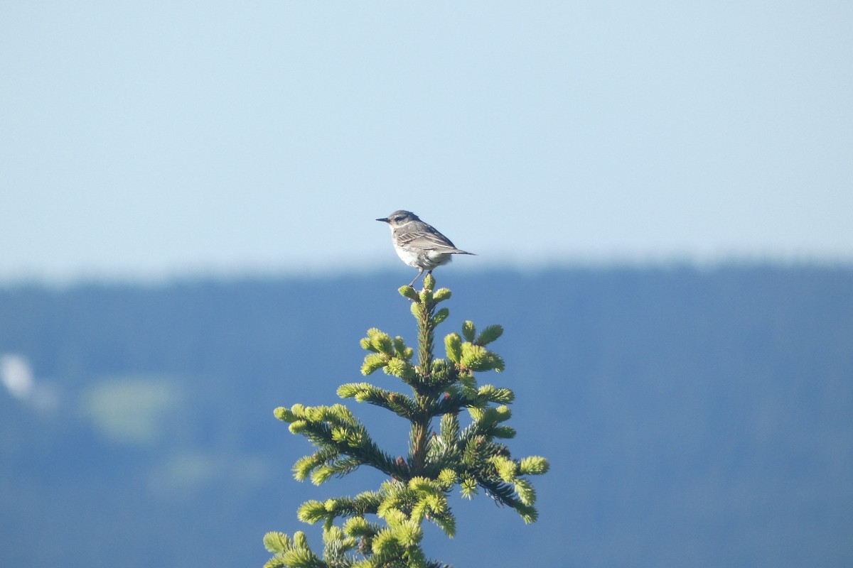 Water Pipit - ML620741125