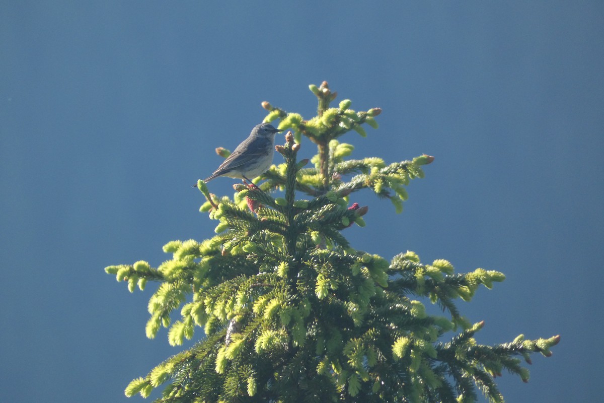 Water Pipit - ML620741126