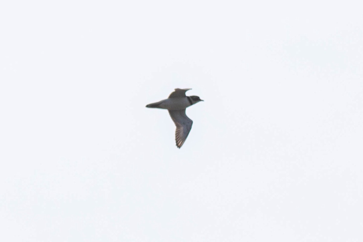 Semipalmated Plover - ML620741128