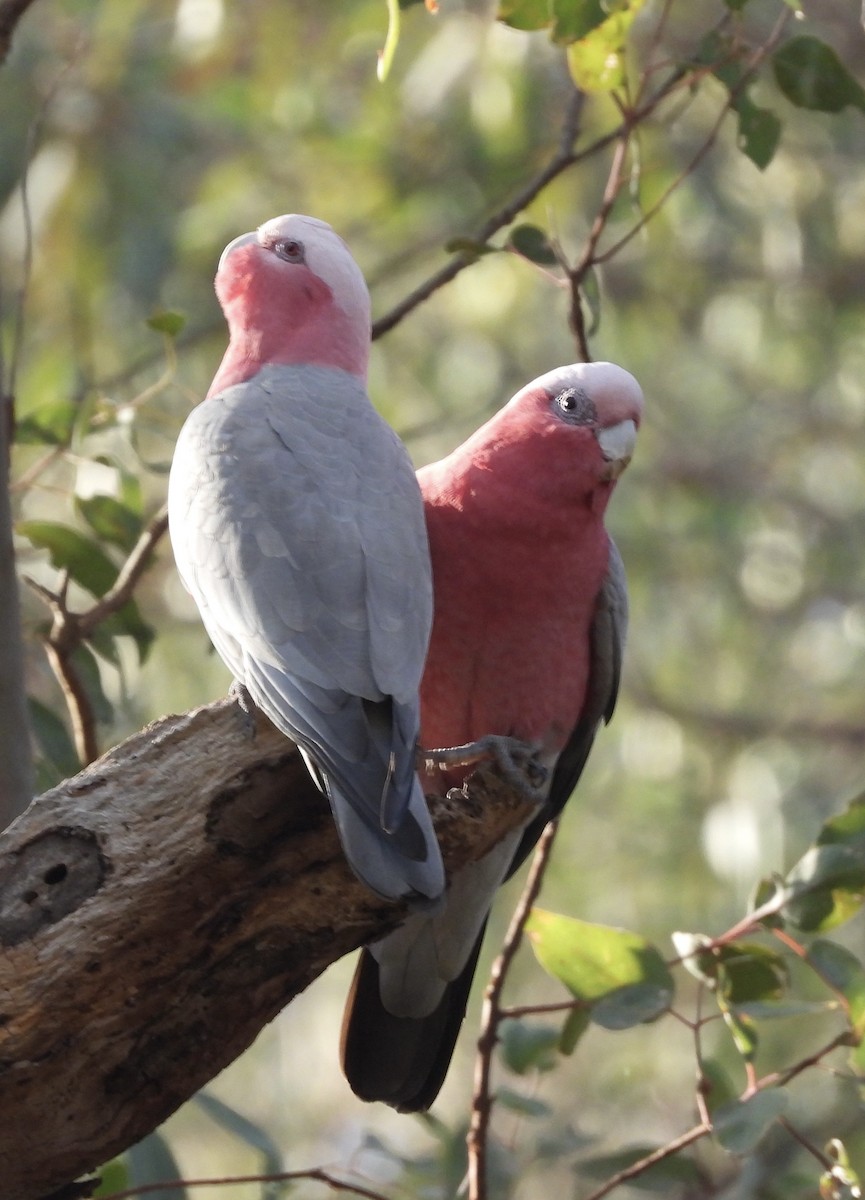 Galah - ML620741129