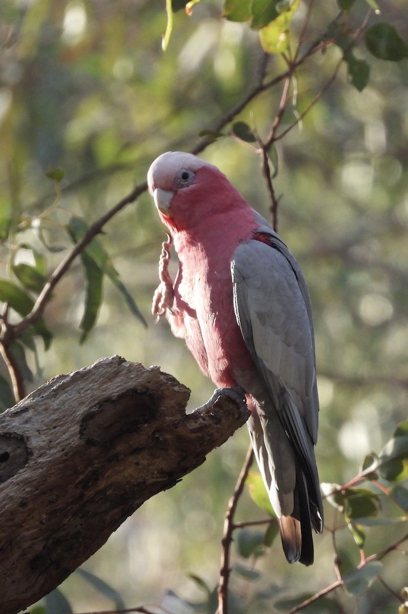 Galah - ML620741130