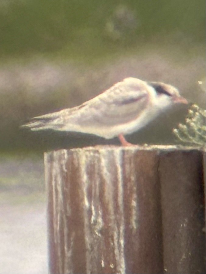 Common Tern - Robert Irwin