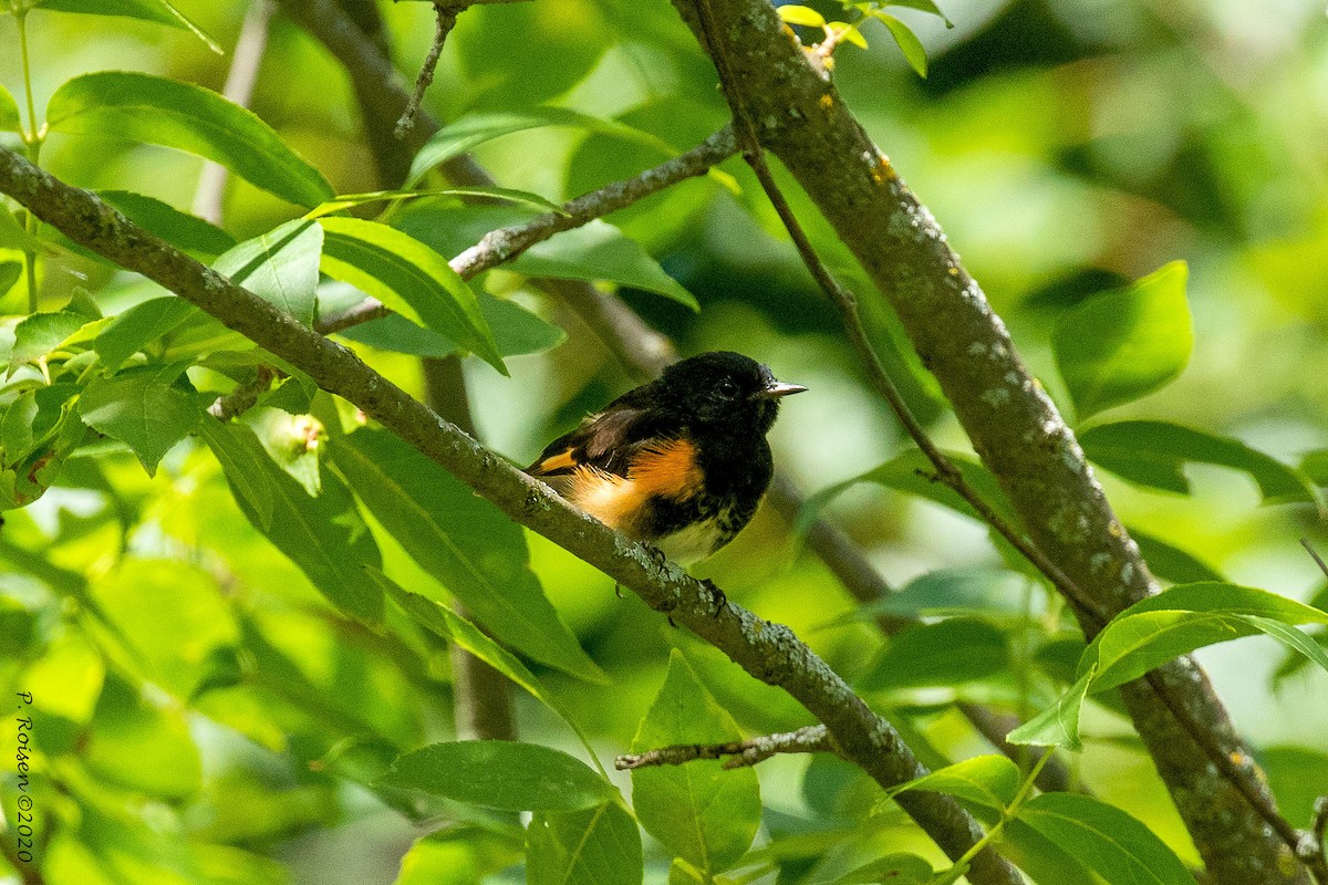 American Redstart - Paul Roisen