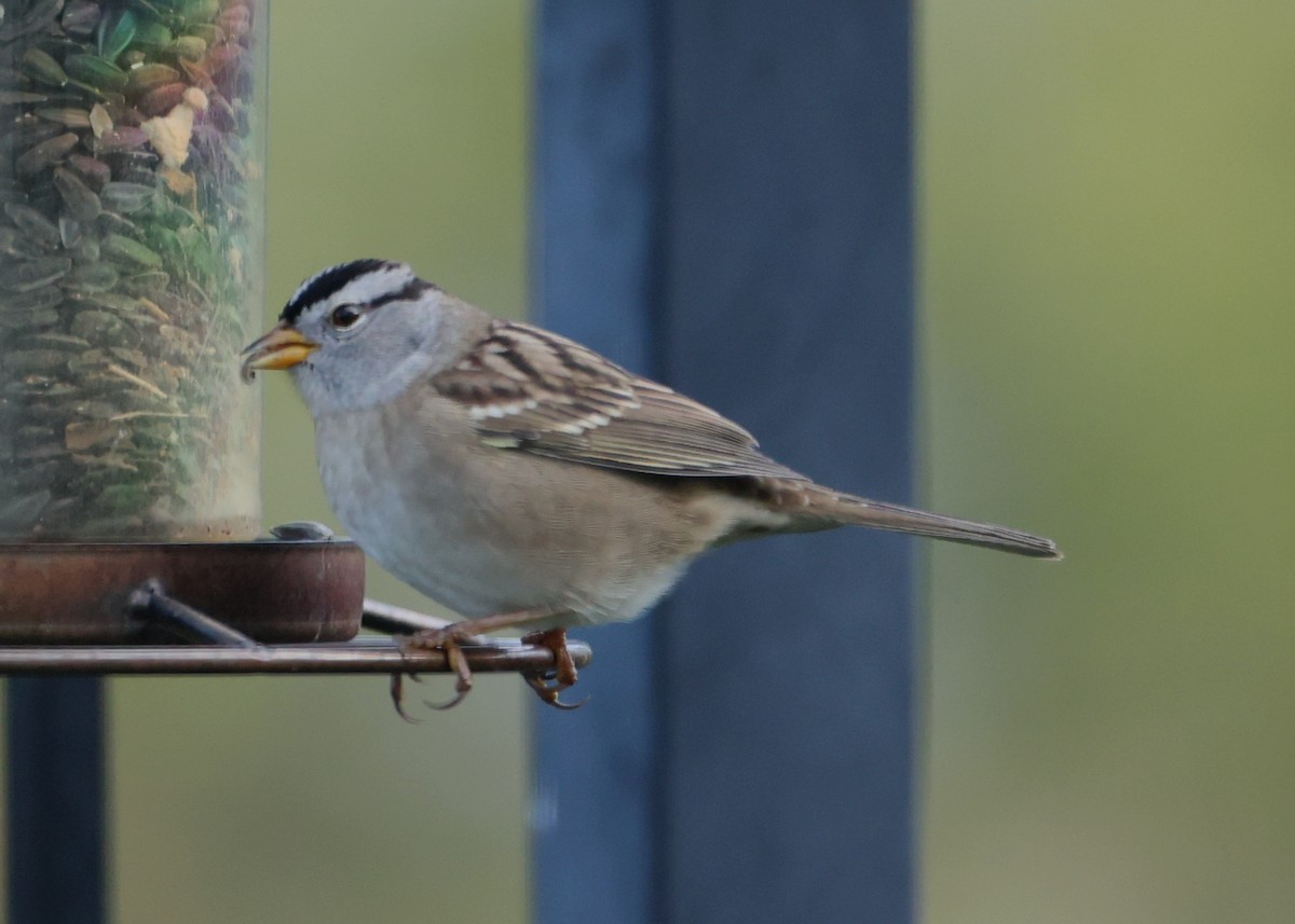 White-crowned Sparrow - ML620741142