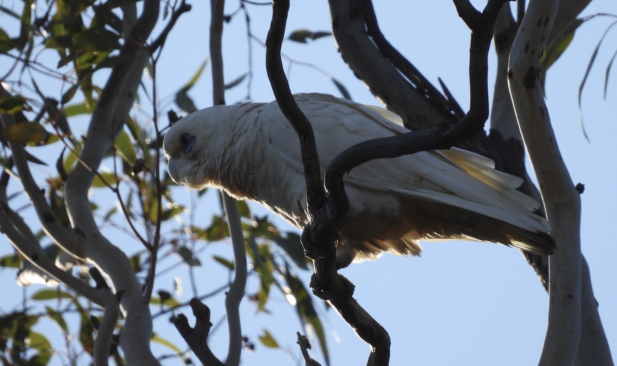 Little Corella - ML620741144