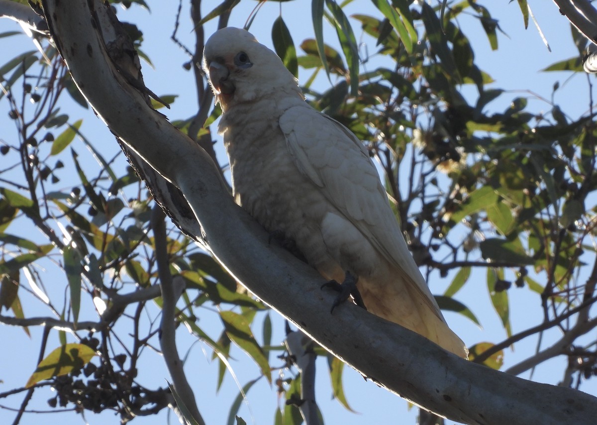 Little Corella - ML620741145