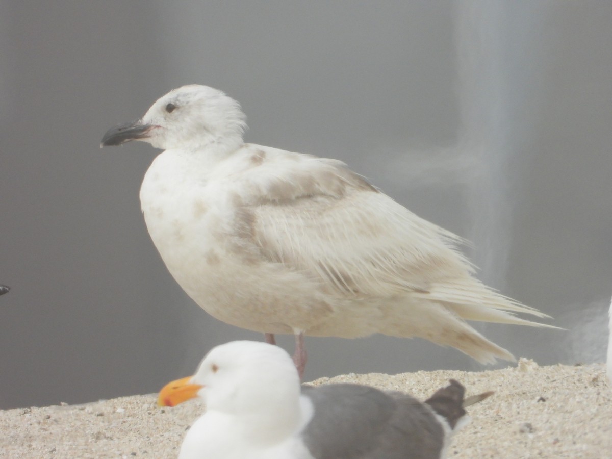 Larus sp. - ML620741146