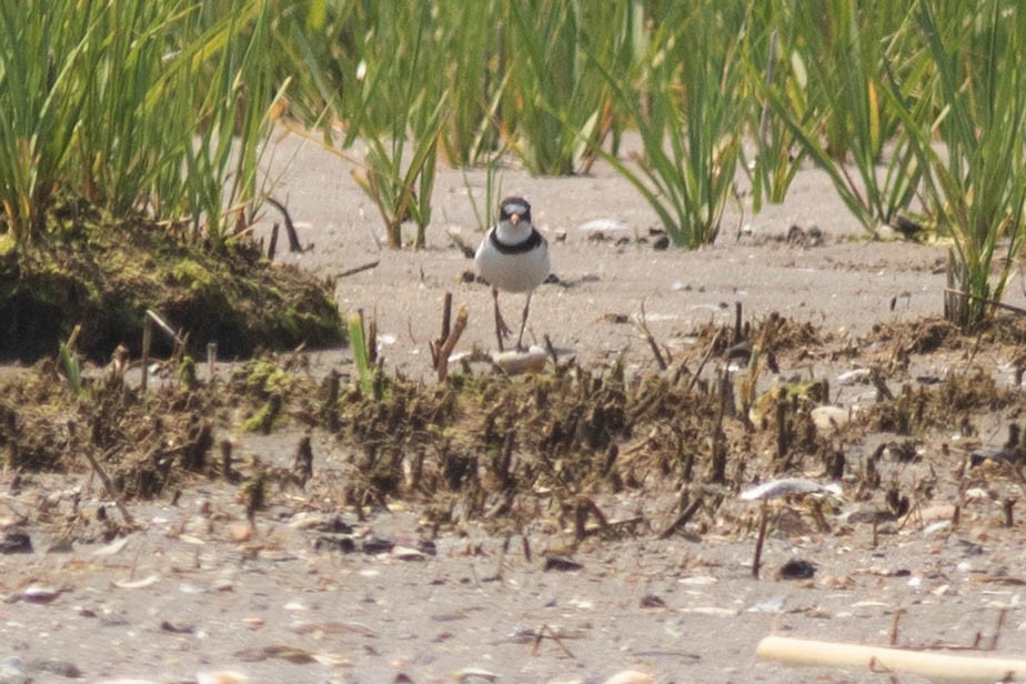 Semipalmated Plover - ML620741147