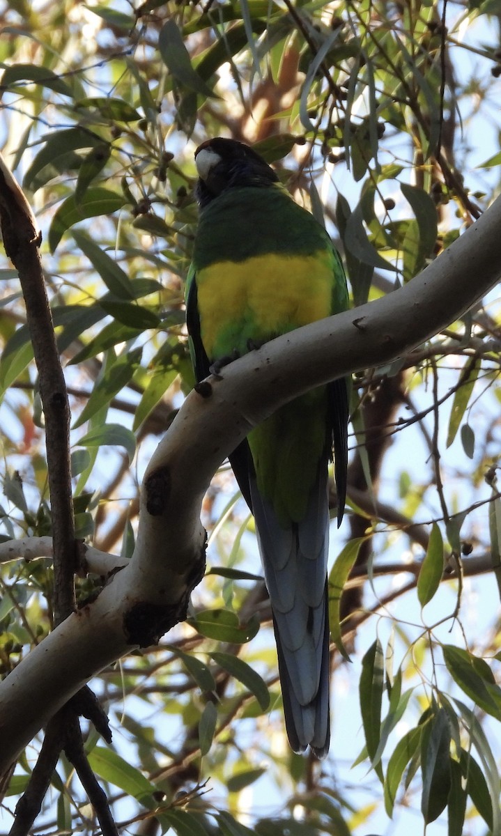 Perico de Port Lincoln - ML620741153