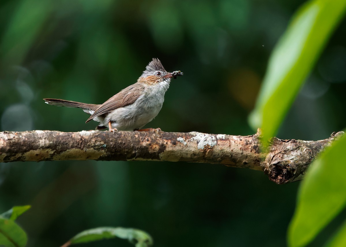 Striated Yuhina (Gray-crowned) - ML620741159