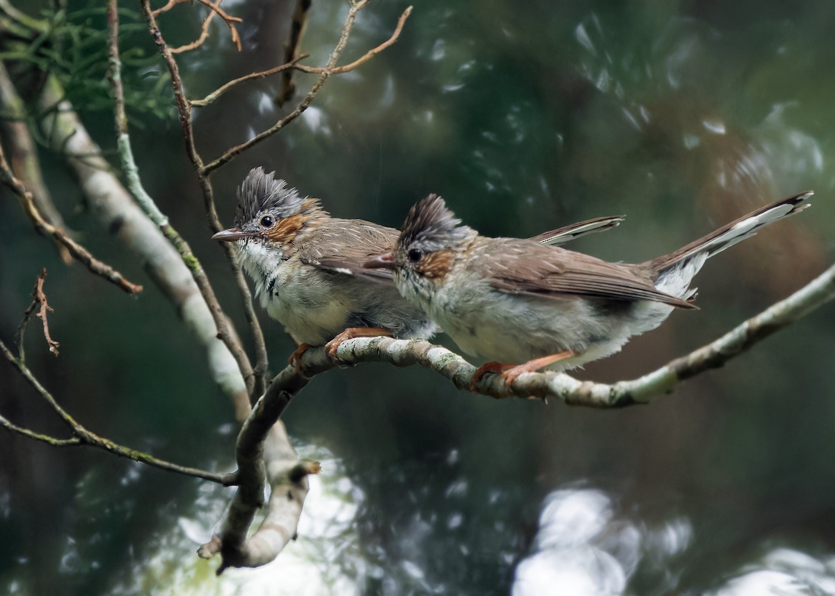 Yuhina à tête marron (groupe striata) - ML620741160