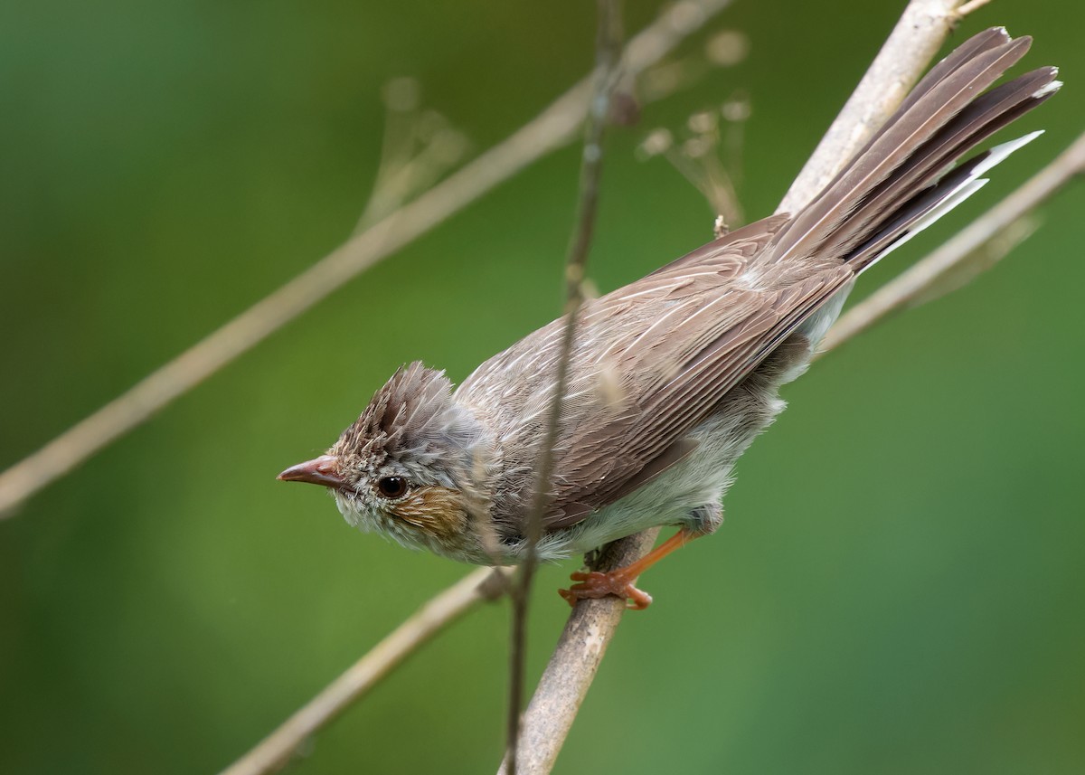 Striated Yuhina (Gray-crowned) - ML620741161