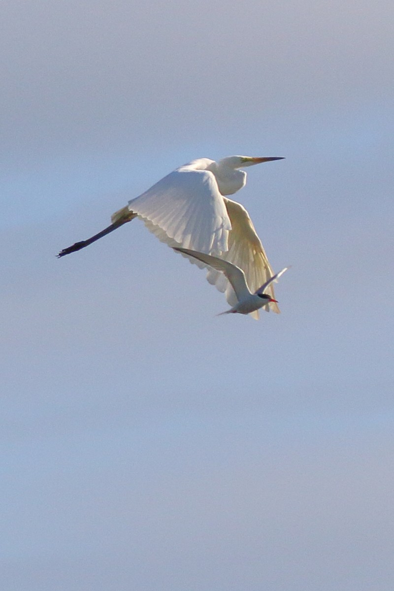 Great Egret - ML620741163