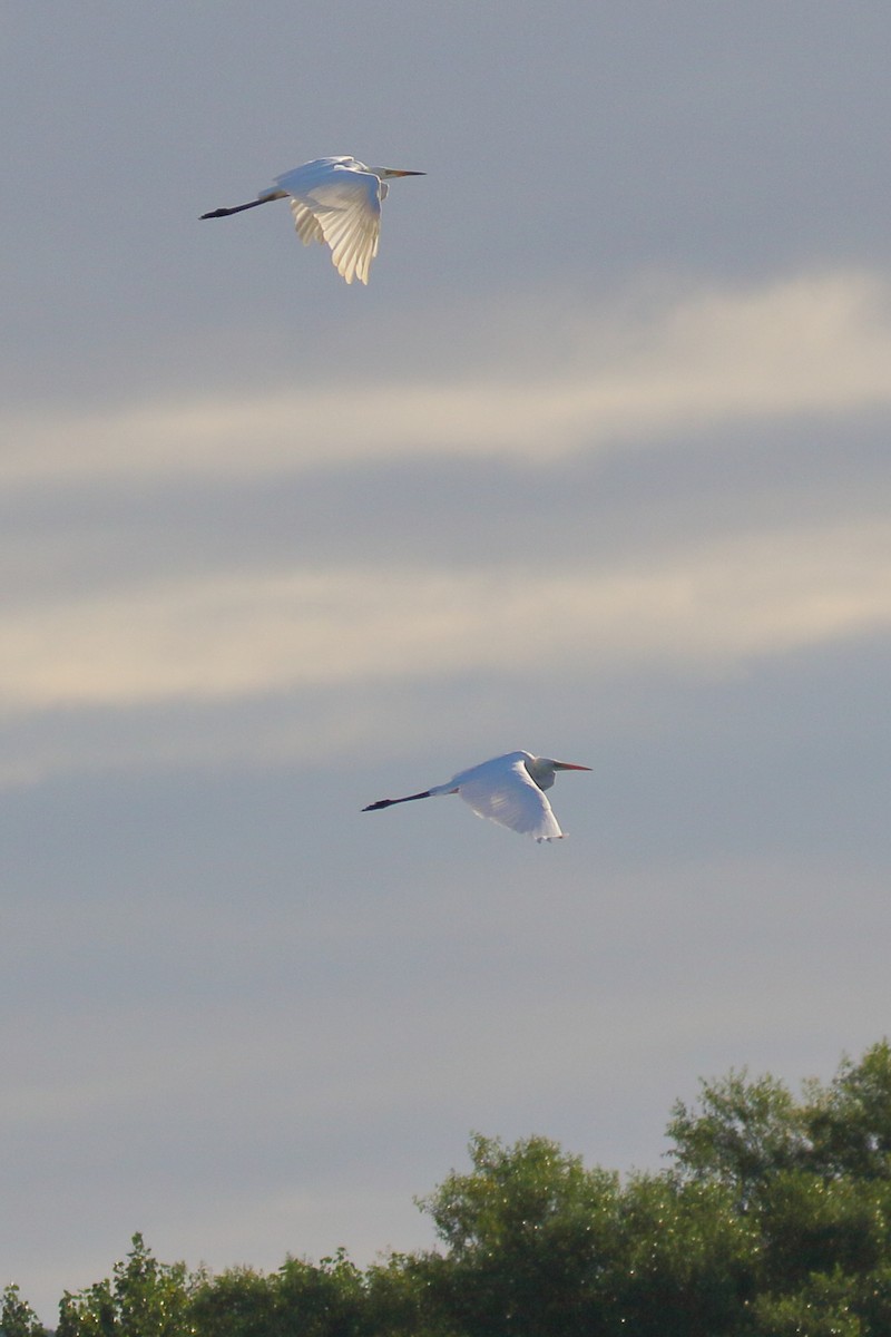 Great Egret - ML620741165