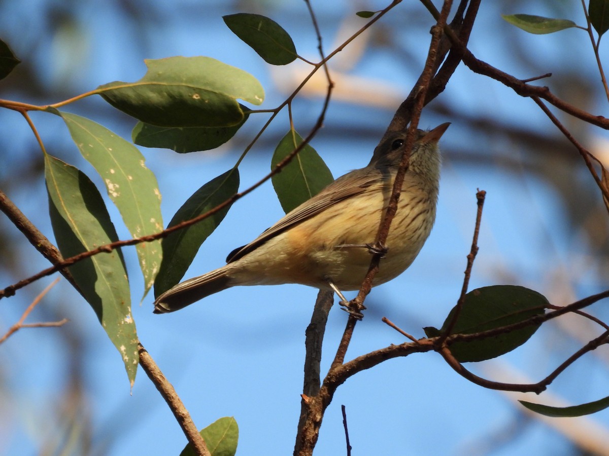 Rufous Whistler - ML620741168