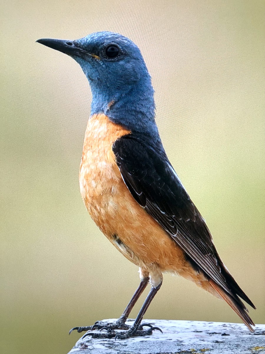 Rufous-tailed Rock-Thrush - ML620741170