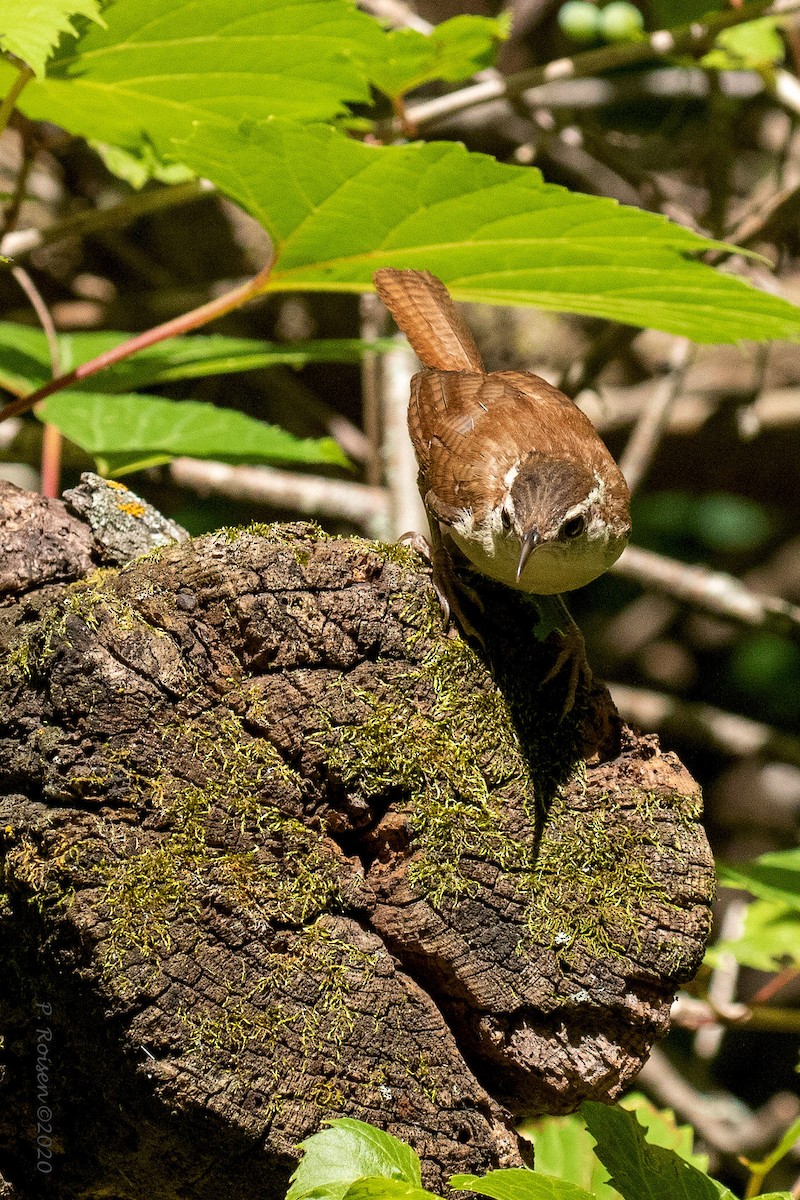 Carolina Wren - ML620741171