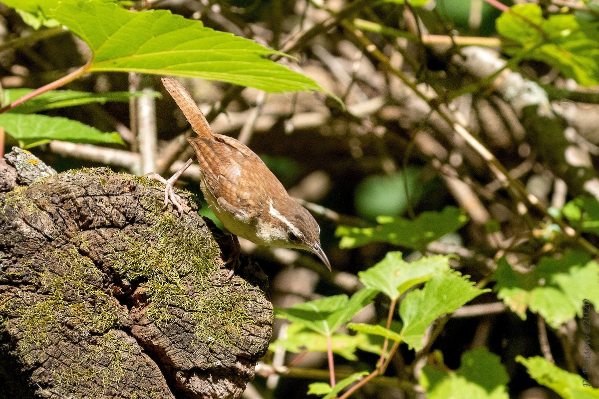 Carolina Wren - ML620741172