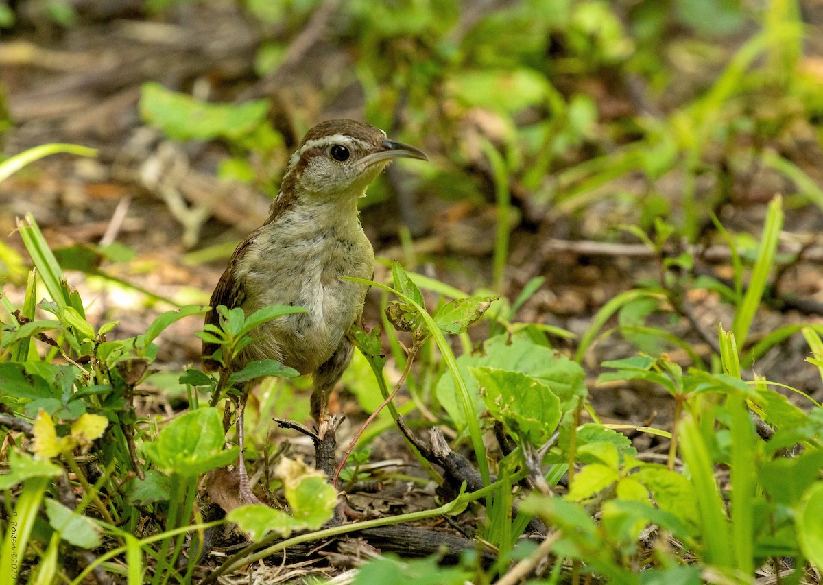 Carolina Wren - ML620741173