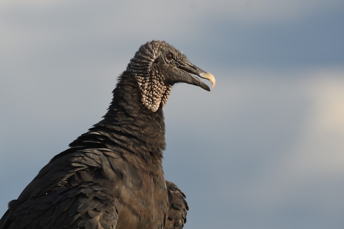 Black Vulture - ML620741186