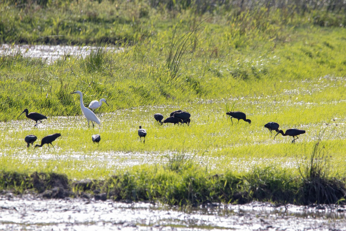 Glossy Ibis - ML620741187