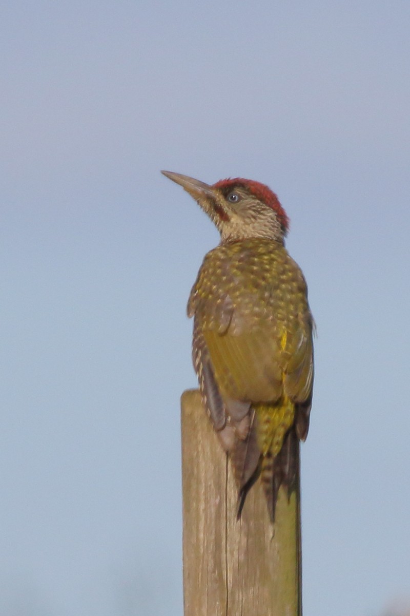 Eurasian Green Woodpecker - ML620741189