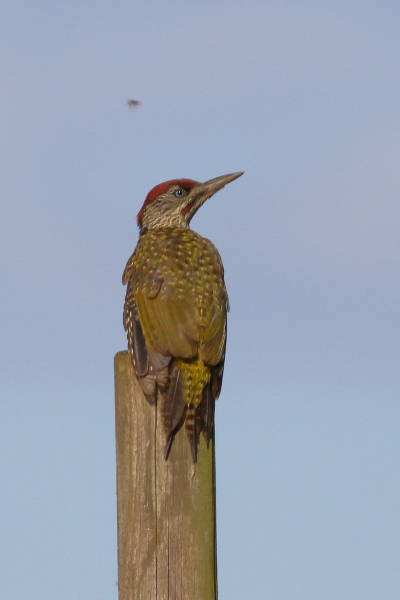 Eurasian Green Woodpecker - ML620741190