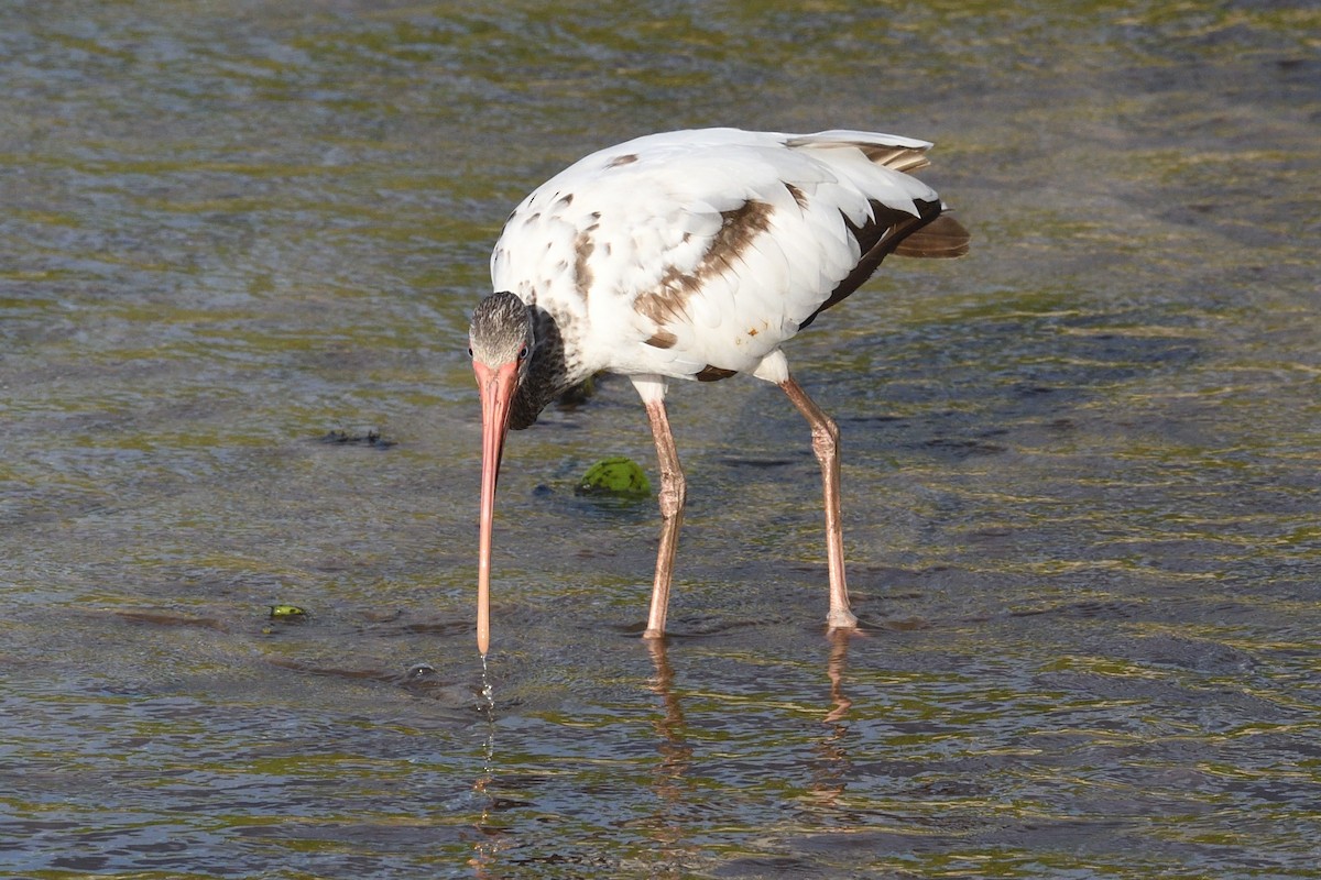 White Ibis - ML620741191