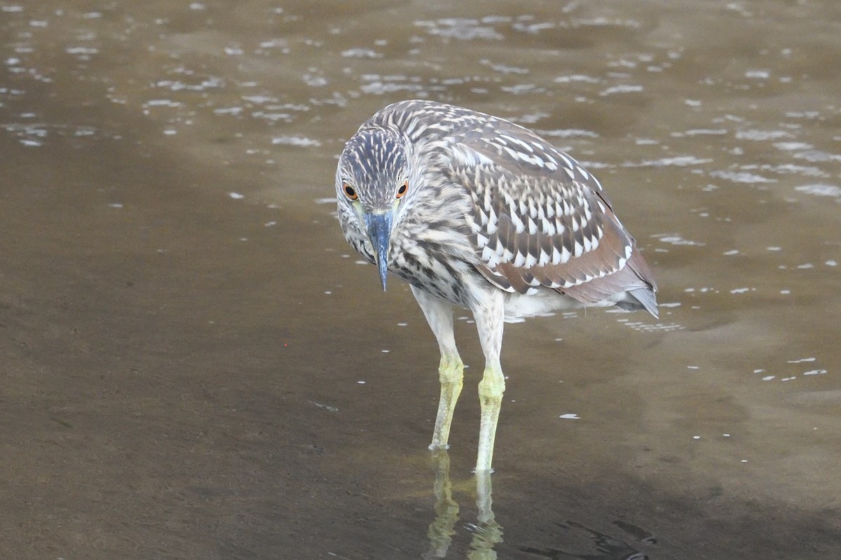 Black-crowned Night Heron - ML620741204