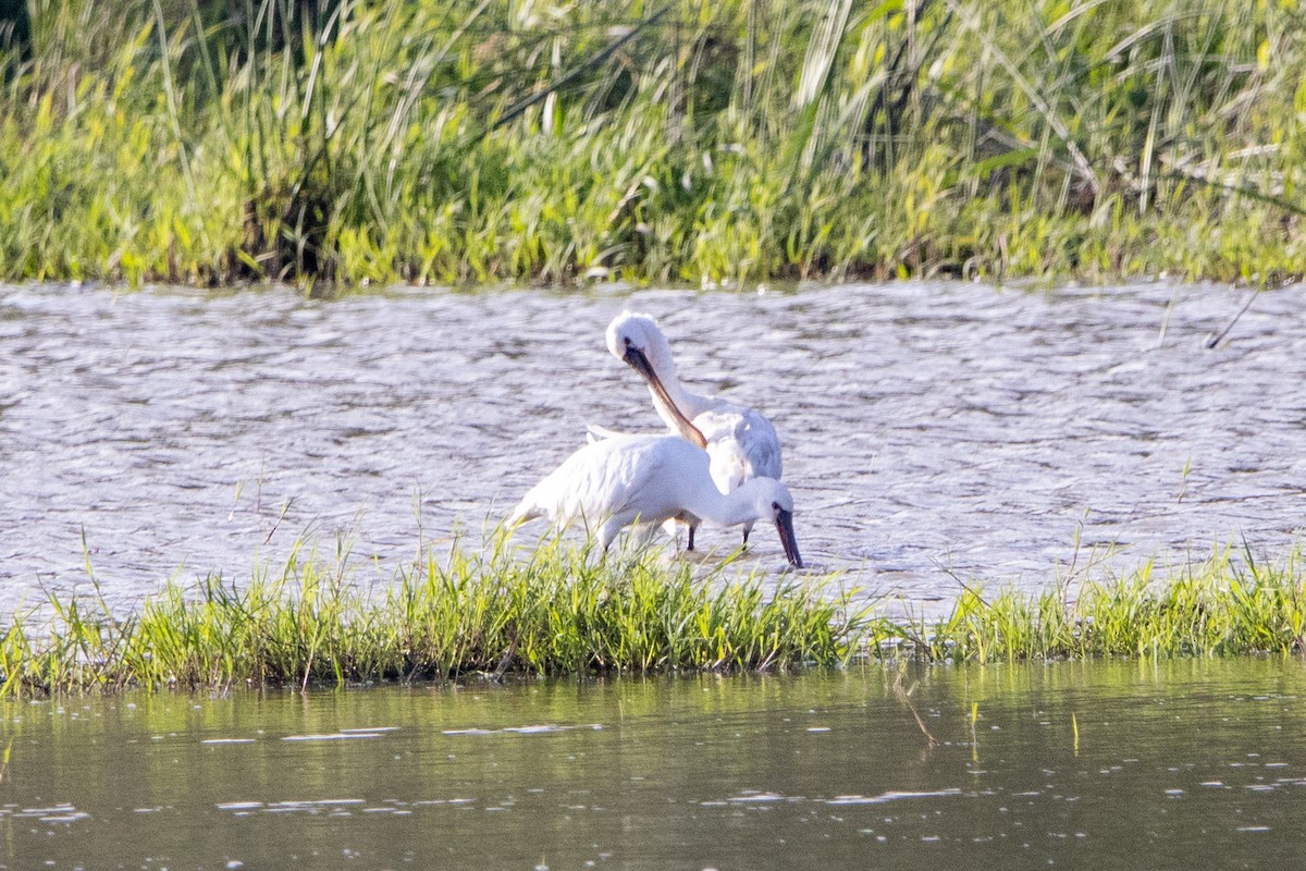 Eurasian Spoonbill - ML620741209