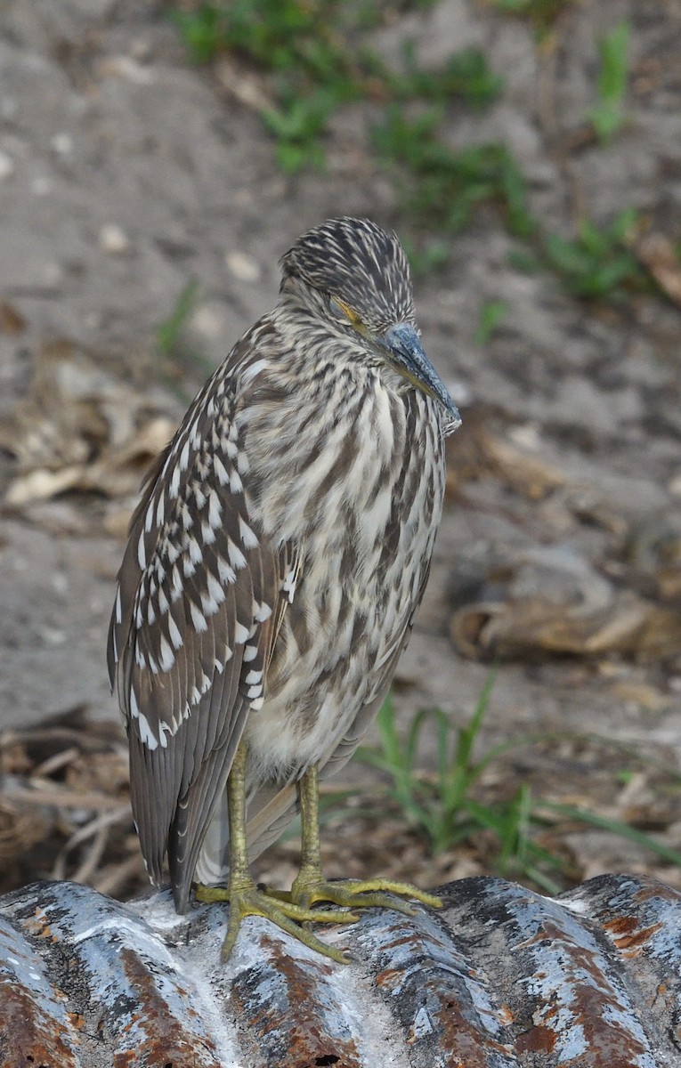 Black-crowned Night Heron - ML620741210