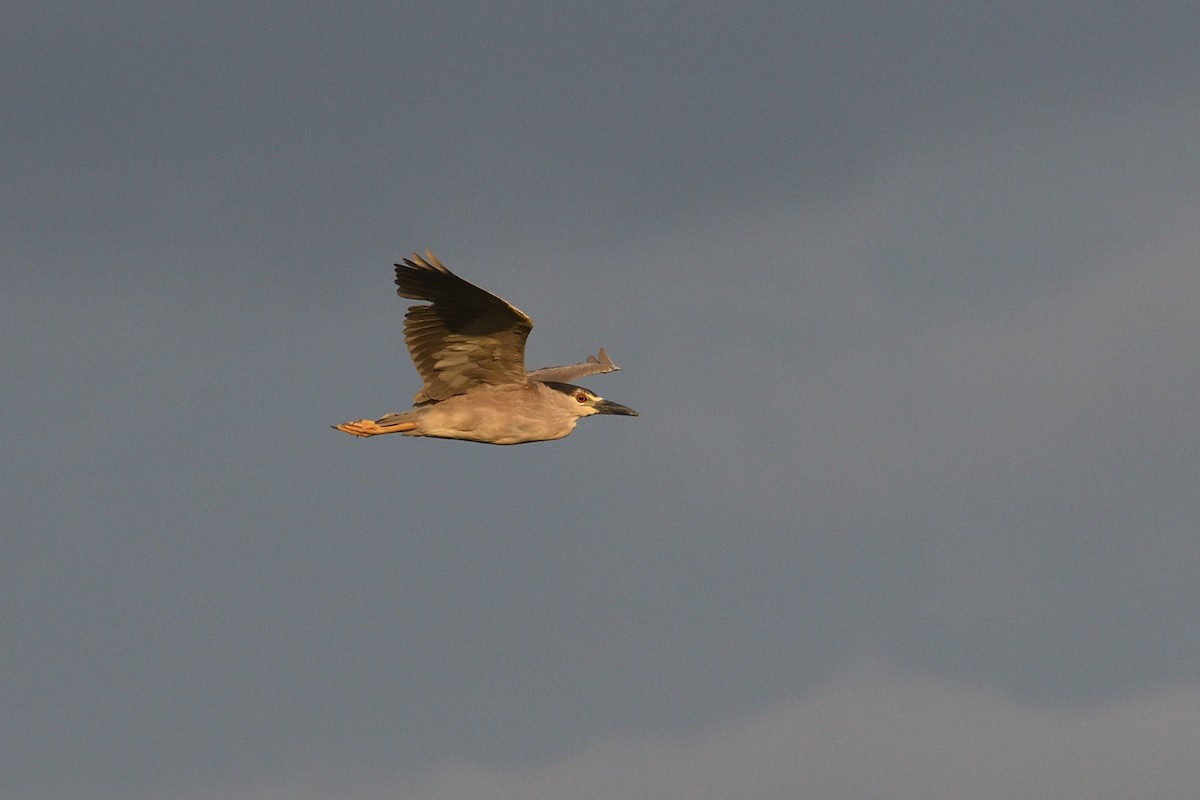 Black-crowned Night Heron - ML620741214