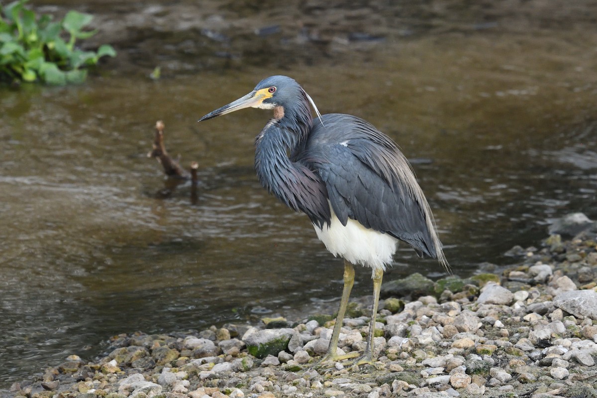 Tricolored Heron - ML620741223