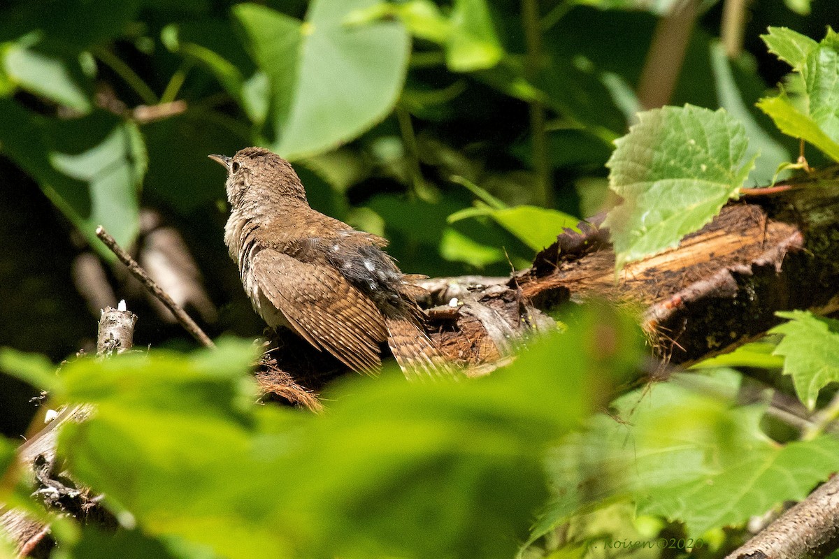 Northern House Wren - ML620741225
