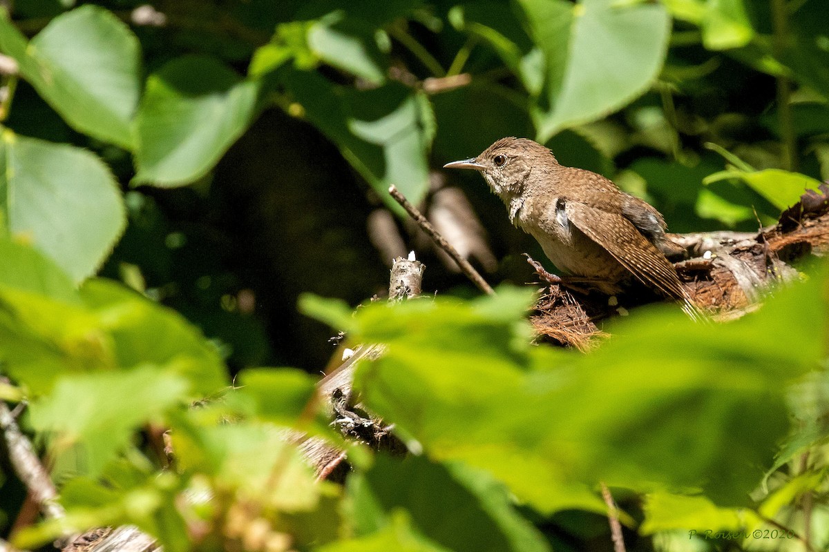 Northern House Wren - ML620741226