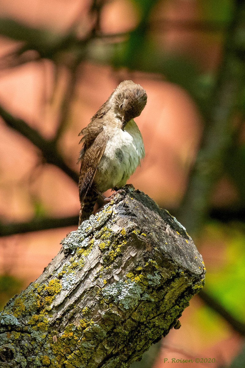 Northern House Wren - ML620741227