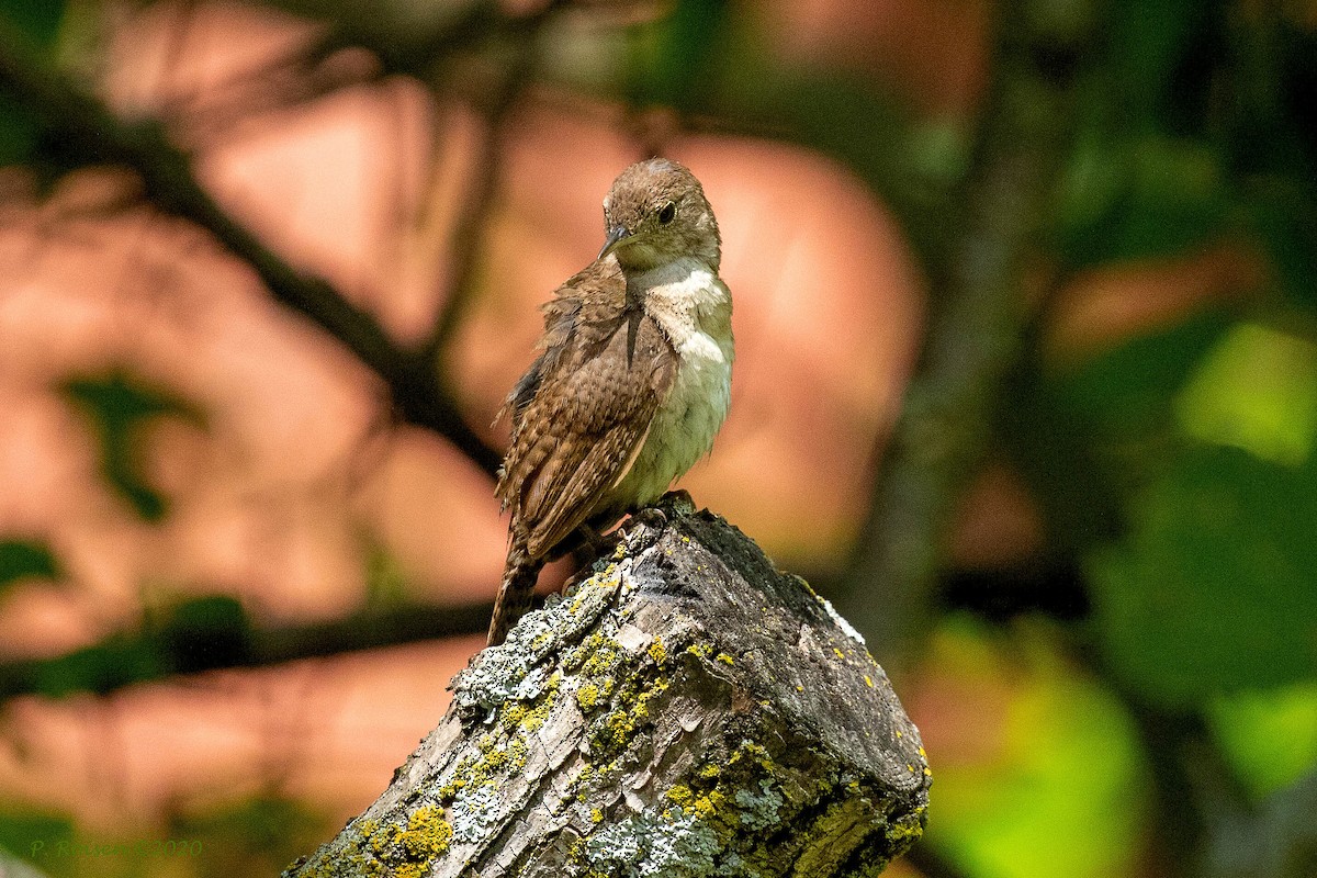 Northern House Wren - ML620741228