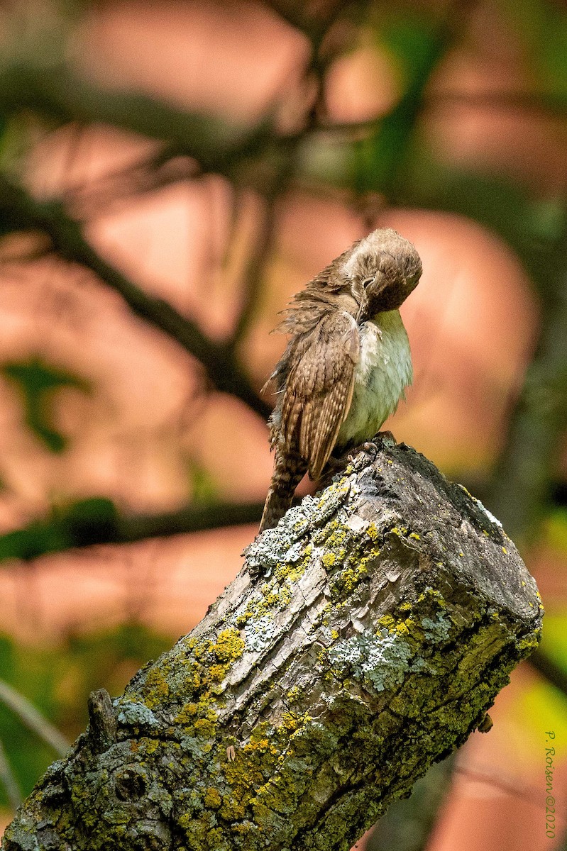 Northern House Wren - ML620741229