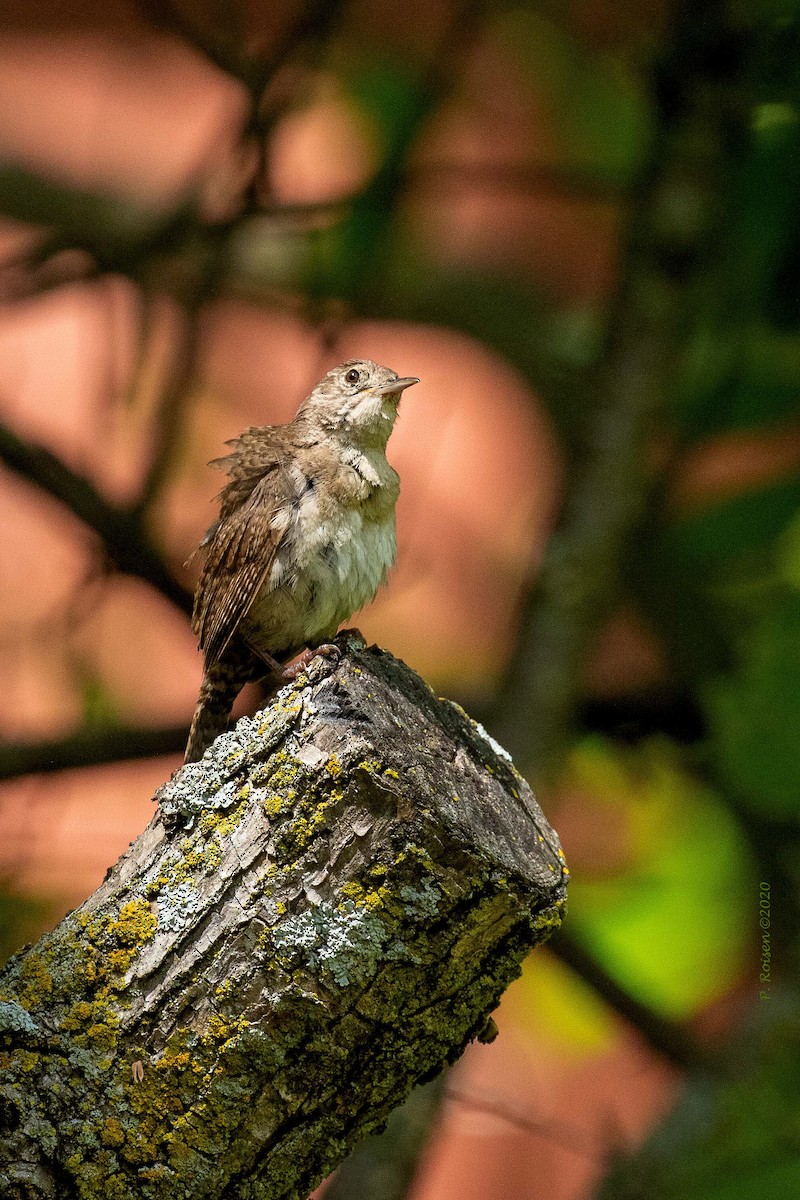 Northern House Wren - ML620741230