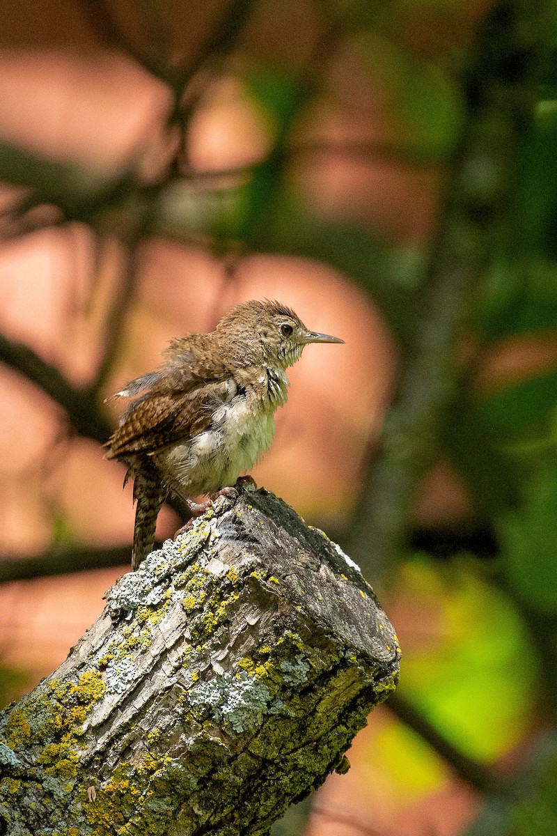 Northern House Wren - ML620741231