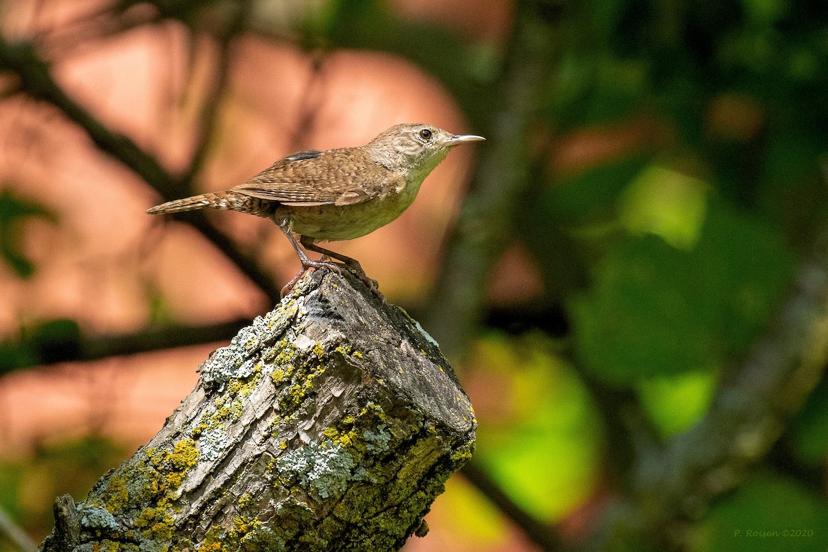 Northern House Wren - ML620741232