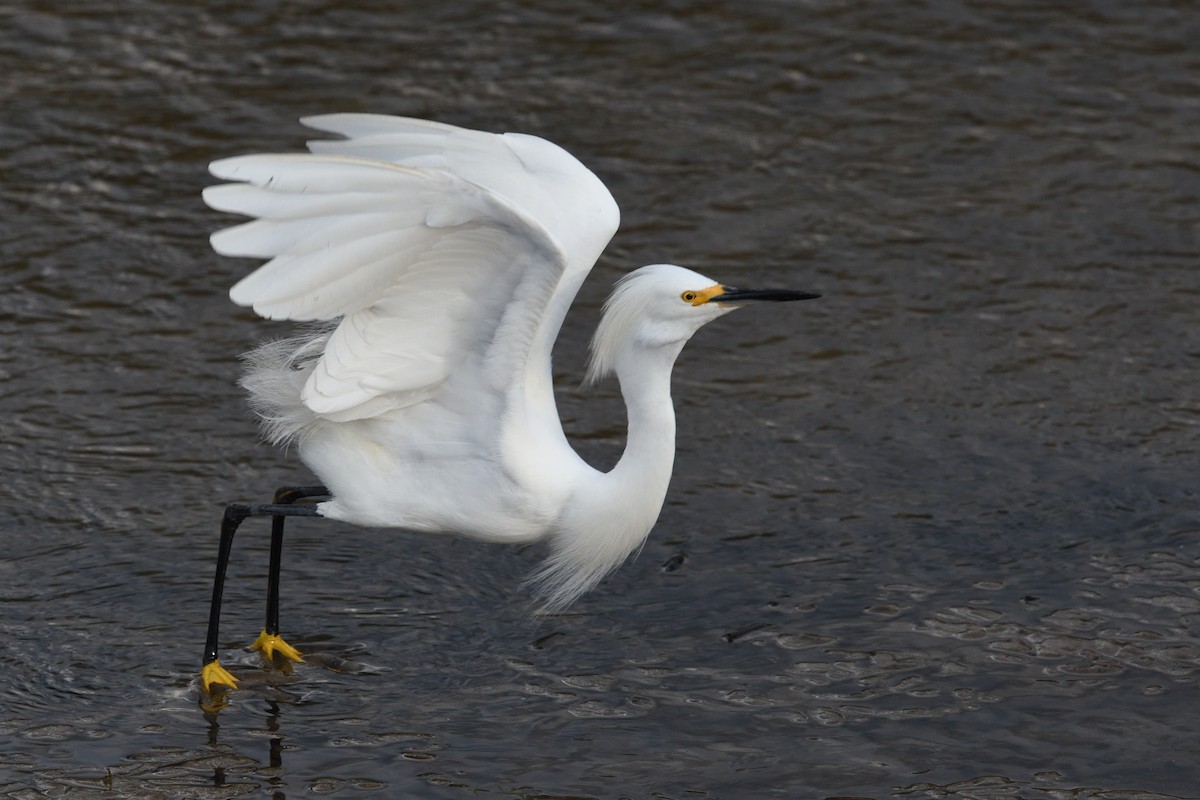 Snowy Egret - ML620741233