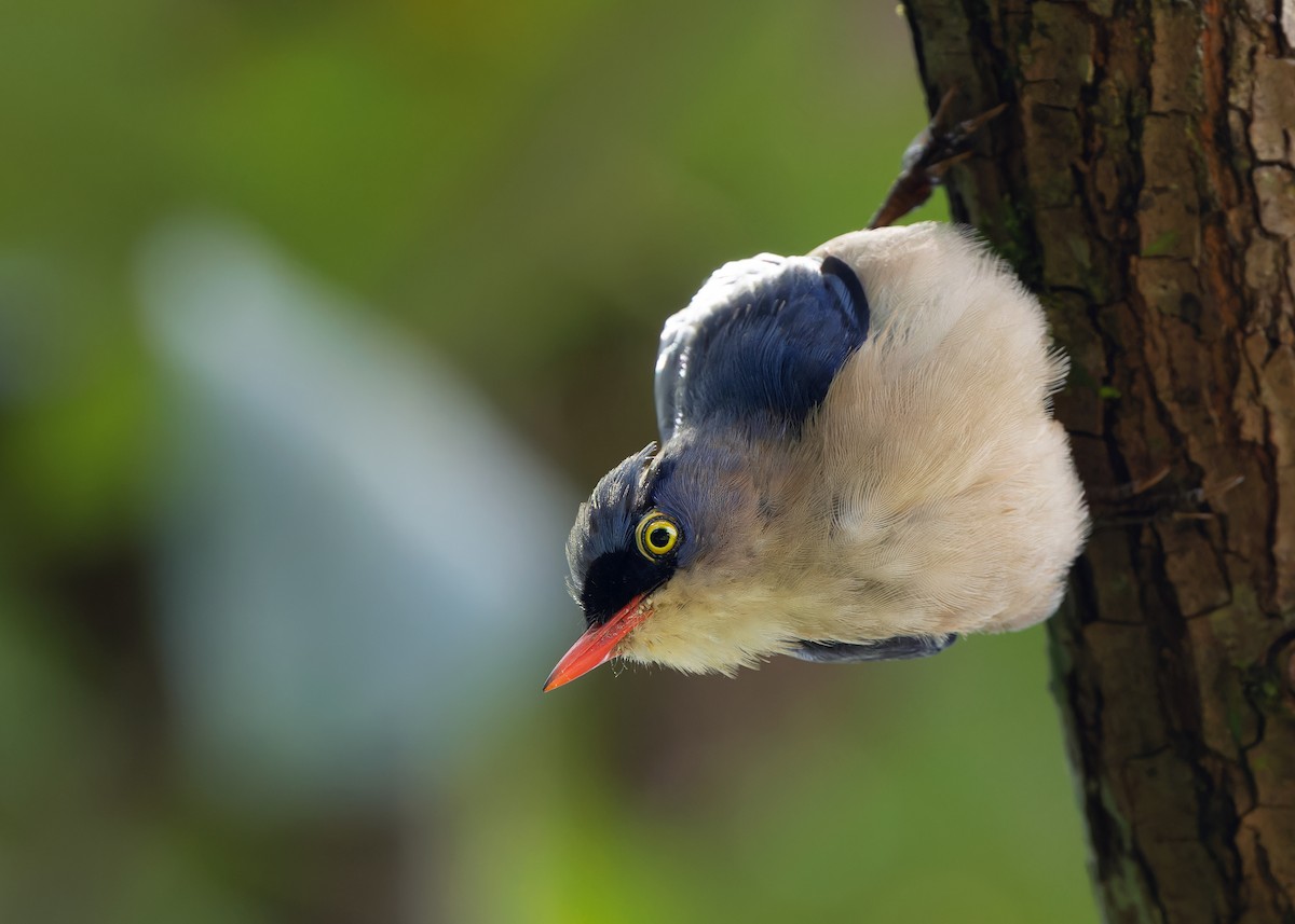 Velvet-fronted Nuthatch - ML620741234