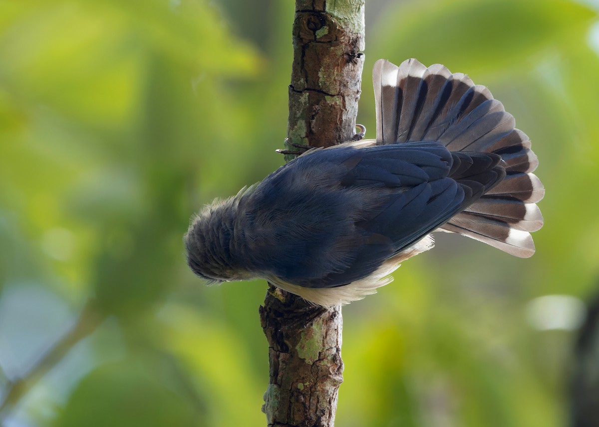 Velvet-fronted Nuthatch - Ayuwat Jearwattanakanok