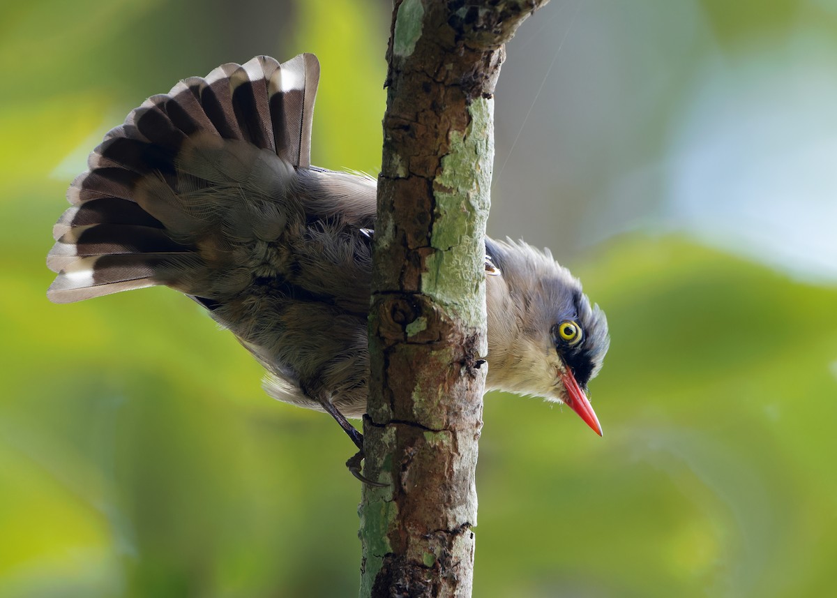 Velvet-fronted Nuthatch - Ayuwat Jearwattanakanok