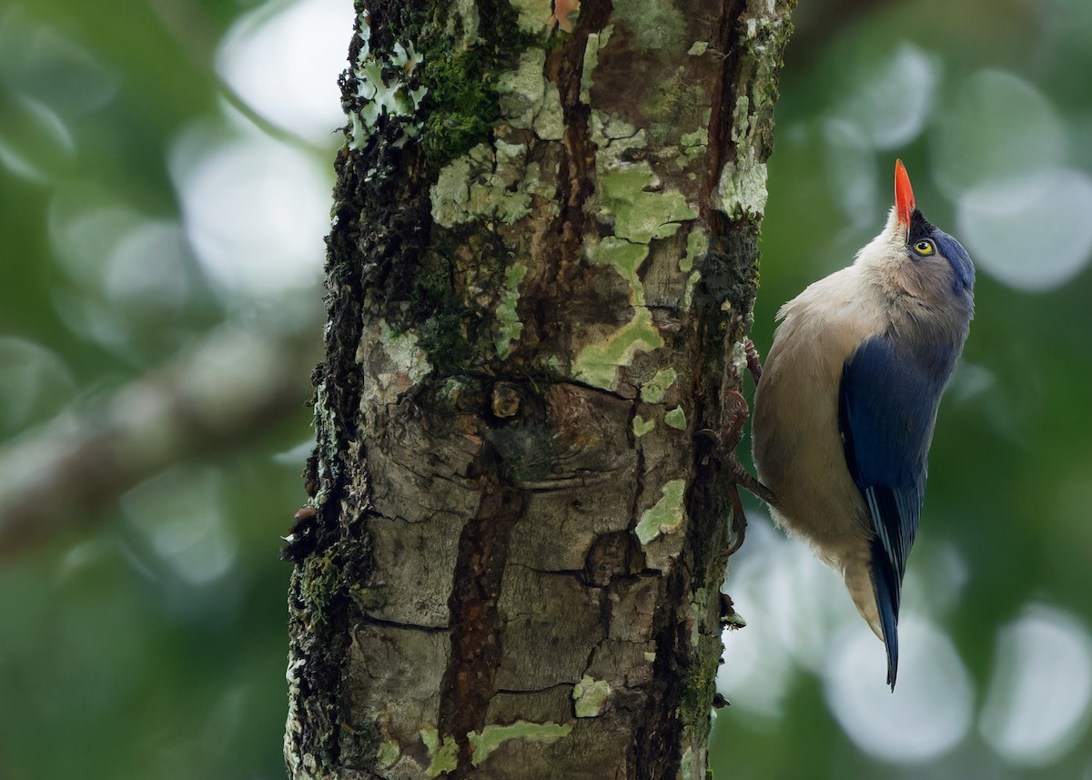 Velvet-fronted Nuthatch - ML620741237