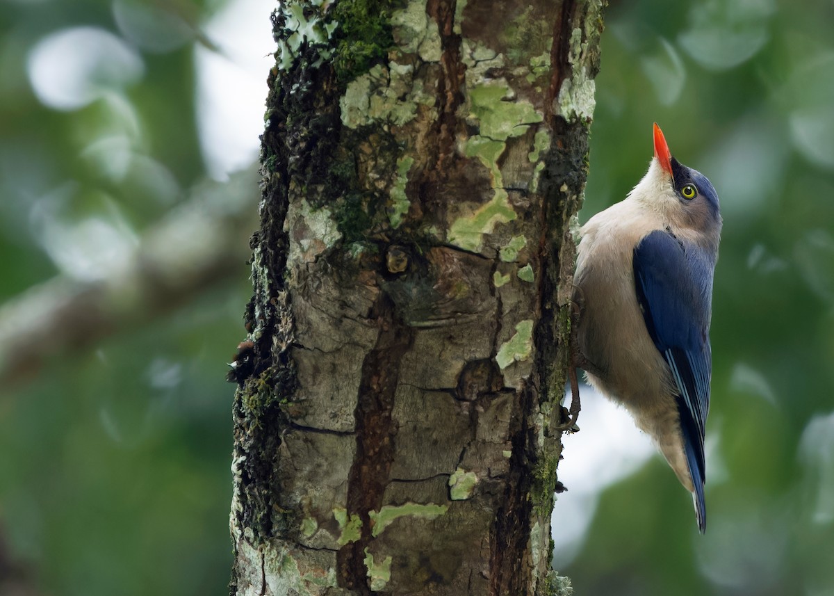 Velvet-fronted Nuthatch - ML620741238