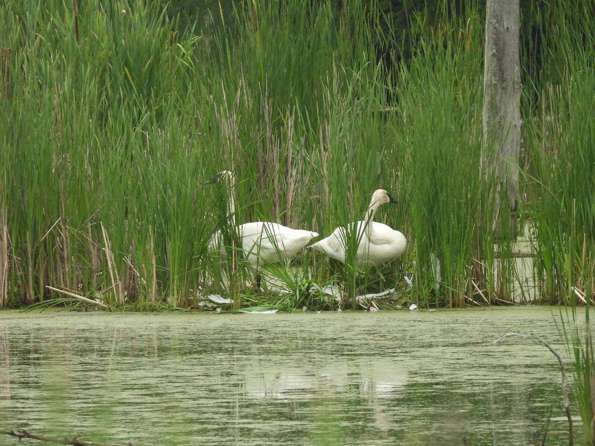 Trumpeter Swan - ML620741239